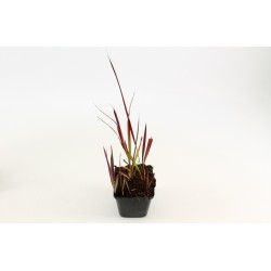 Imperata ritininė „Red Baron“