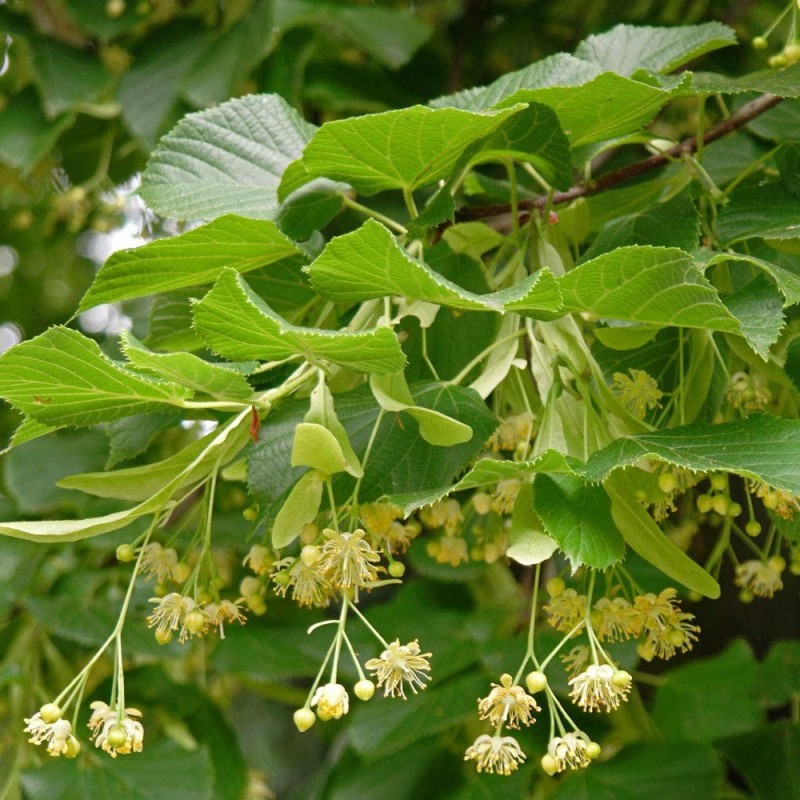 Liepa mažalapė