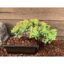 Kadagys gulsčiasis (plėtrusis) „Nana“ bonsai