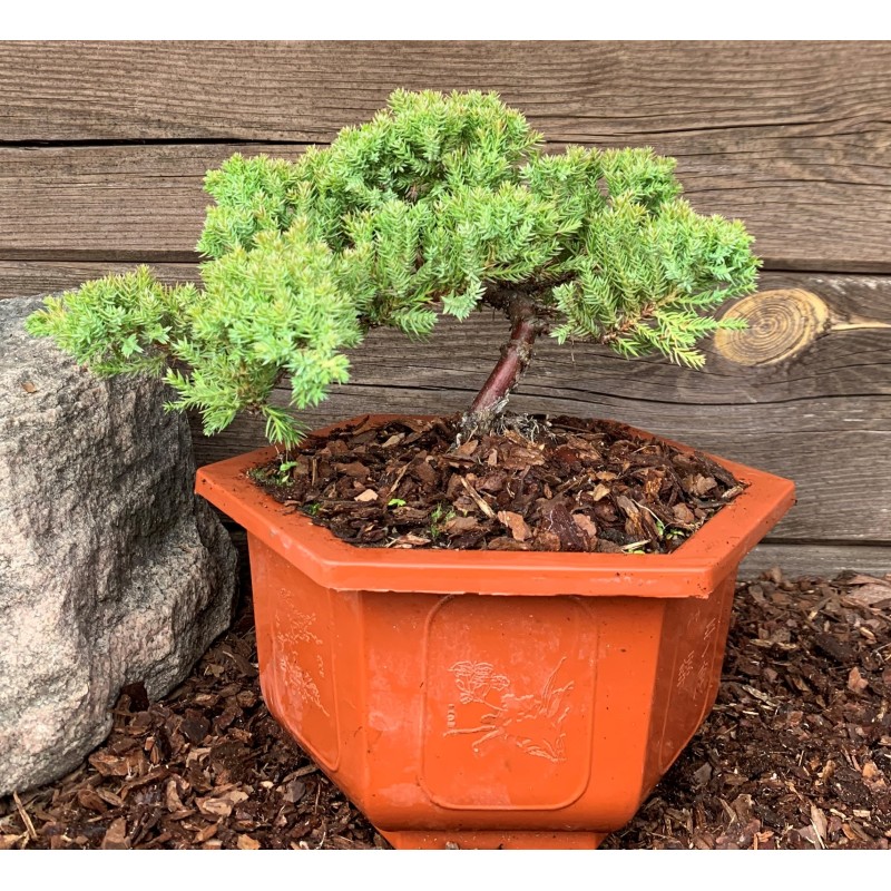 Kadagys gulsčiasis (plėtrusis) „Nana“ bonsai