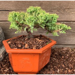 Kadagys gulsčiasis (plėtrusis) „Nana“ bonsai